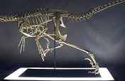 Real size Velociraptor skeleton Part05 / 05