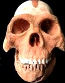 Homo naledi ancient hominid skull reconstruction