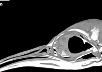 Aptenodytes forsteri, Emperor Penguin