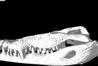 Crocodylus moreletii, Morelet's Crocodile skull