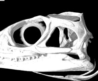 Sphenodon punctatus, Tuatara skull