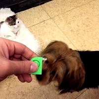 Micro Paracord Led (550)