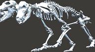 Unknown Creatures - Cerberus Skeleton