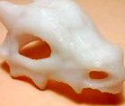 Cubone Skull