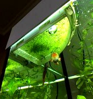 Aquarium floating barrier for duckweed