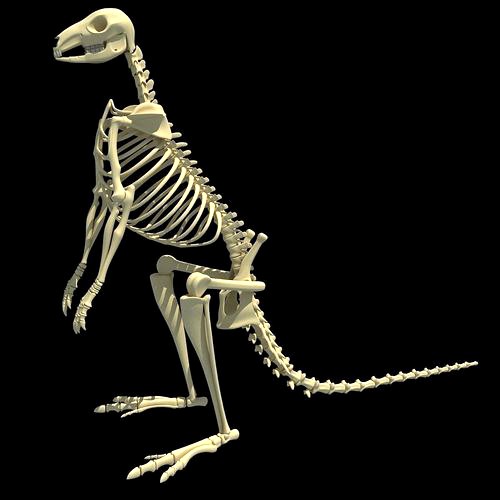 Kangaroo Skeleton