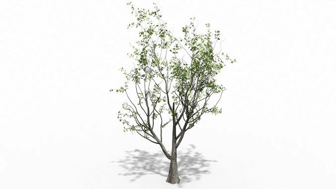 Tree animation