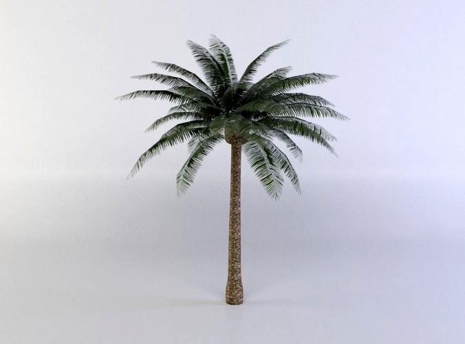 Palm Tree