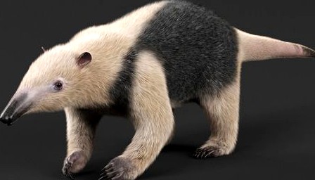 Tamandua Anteater