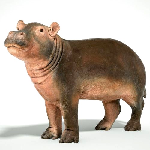 Hippopotamus Baby | 3D