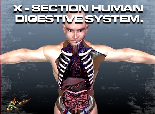 Cross Section Human Digestive System