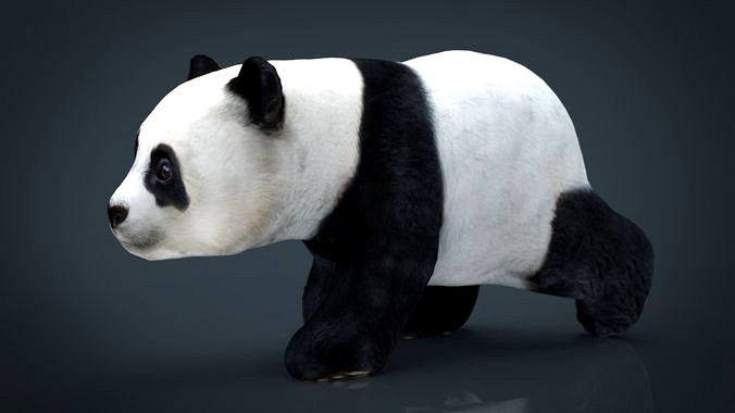 Panda Walking