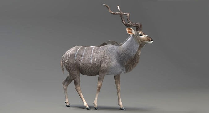 Kudu Antelope model