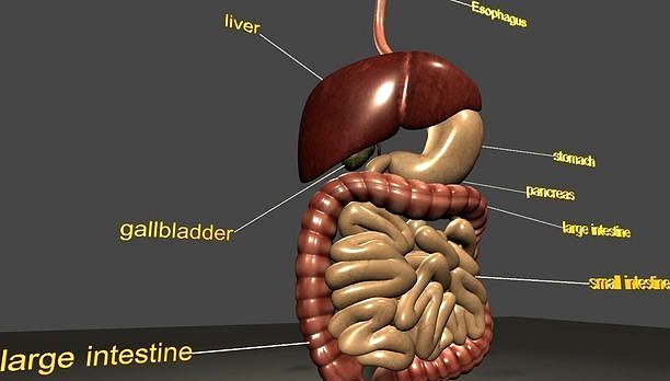 digestive system