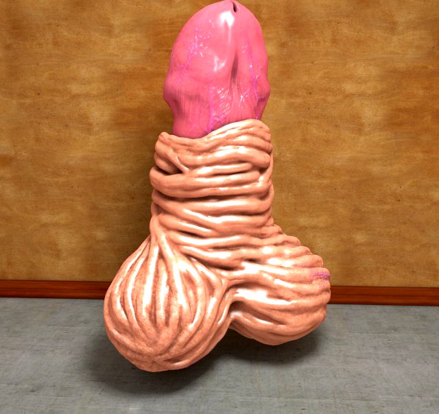 Small Human Penis Model 3D Model
