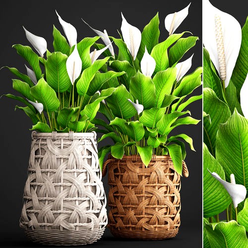 Spathiphyllum plant 5