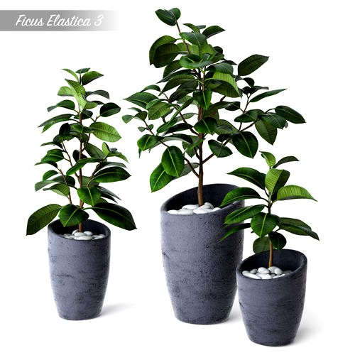 Ficus Elastica 3