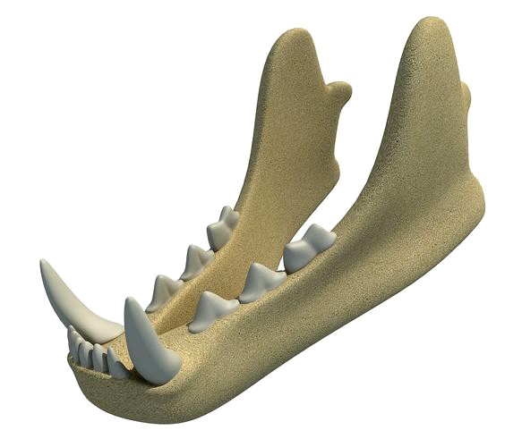 3D Animal Lower Jaw Mandible