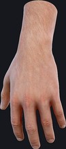 Realistic Male Hand Arm