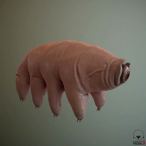 Tardigrade  Midpoly