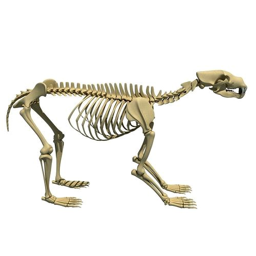 Anatomical Bear Skeleton