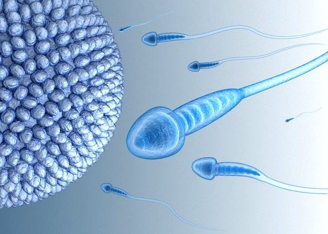 Sperm and inner structure in details