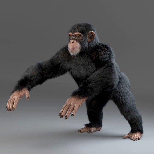 Chimpanzee Maya