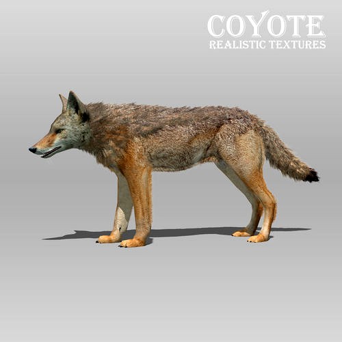 Coyote Animated