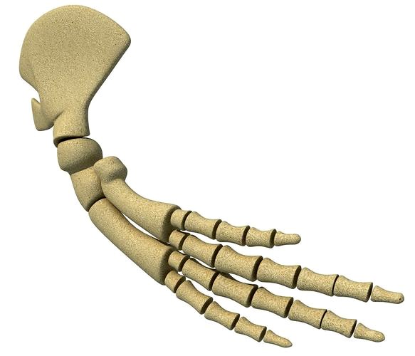 Whale Flipper Shoulder Bones