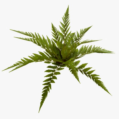 Low Poly Common Fern