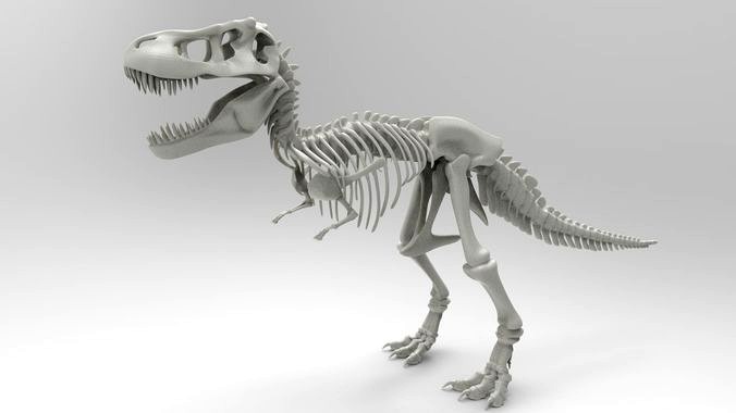 Tyrannosaurus Rex Skeleton | 3D
