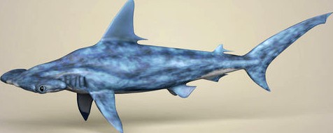 Realistic Hammerhead Shark