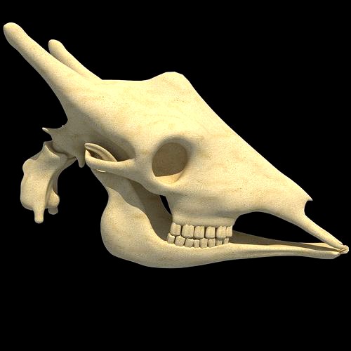 Full Giraffe Skull