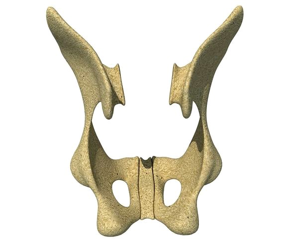 Animal Animal Pelvis