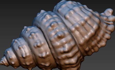 Seashell | 3D