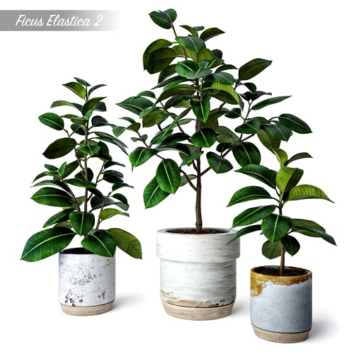 Ficus Elastica 2