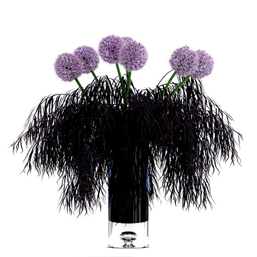 Allium and Agonis