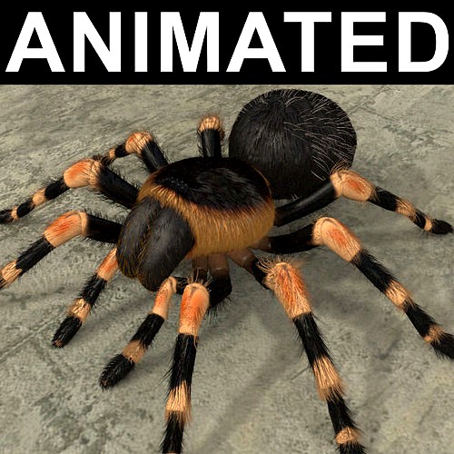 ANIMATED Tarantula 3d model a