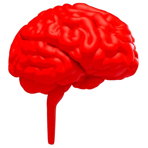 Printable Human Brain