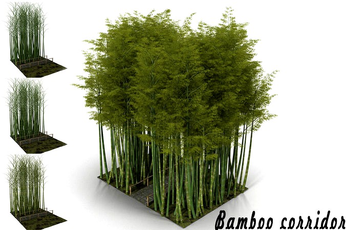 Bamboo corridor