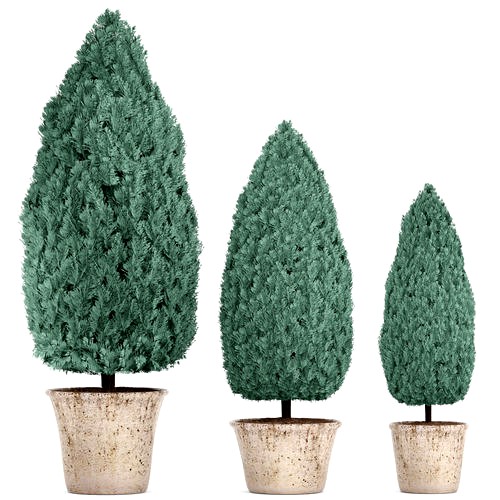 Cupressus and Thuja blue