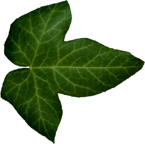shrub