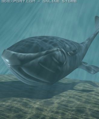 Toon whale 3D 3D Model