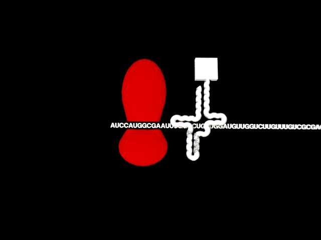 Protein Synthesis