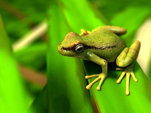 Frog 3D Model