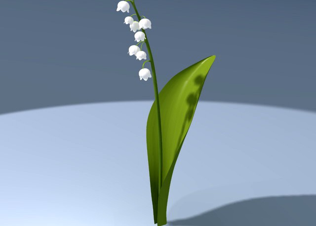 Lily of valley 3D Model