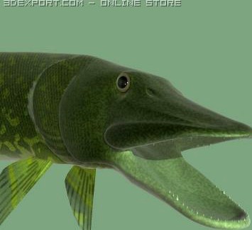 The pike 3D Model
