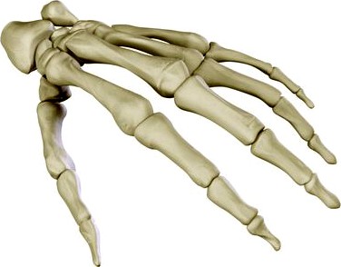 Hand Skeleton 3D Model