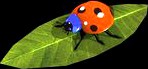 Ladybug