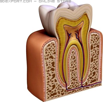 Tooth 3D Model